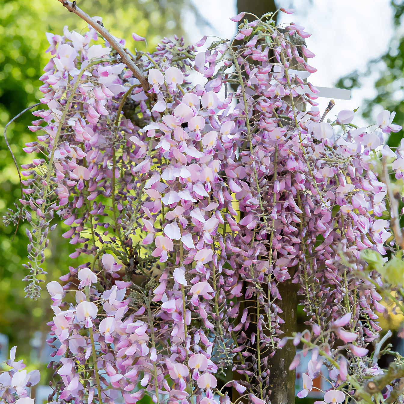 Japanische Glyzine 'Honbeni' /('Pink Ice') - Bakker