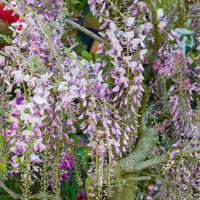 Verkauf Japanische Glyzine 'Honbeni' /('Pink Ice') - Wisteria floribunda Pink ice