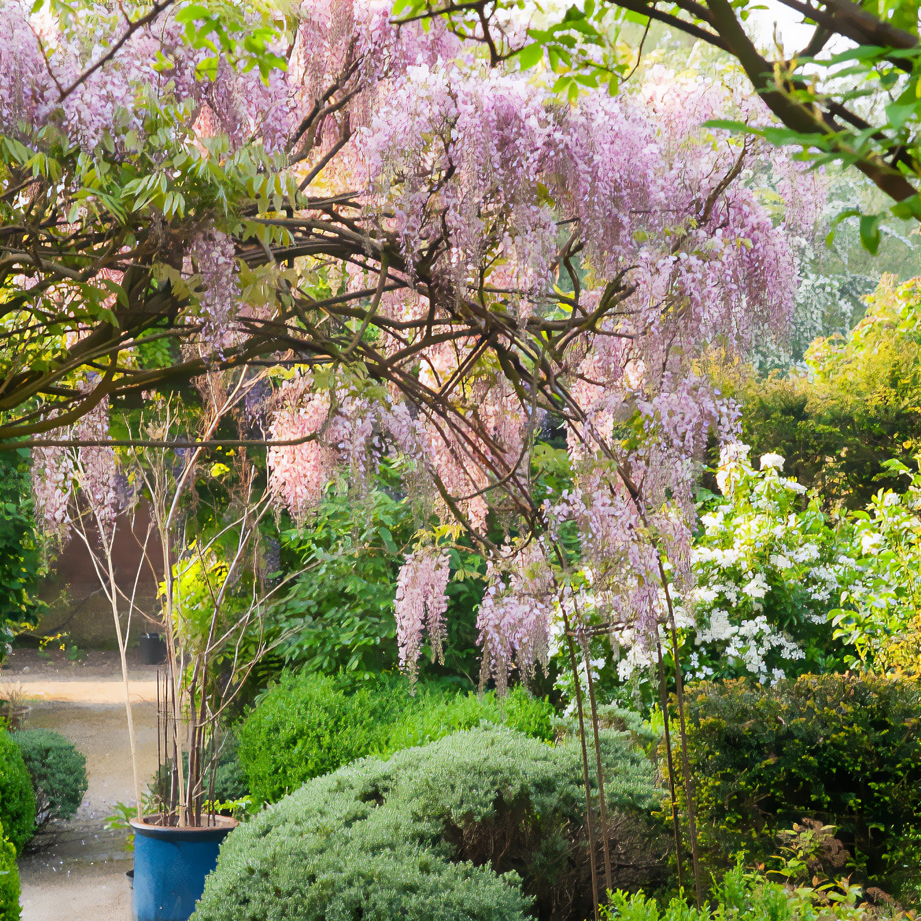 Glyzinien - Japanische Glyzine 'Honbeni' /('Pink Ice') - Wisteria floribunda Pink ice