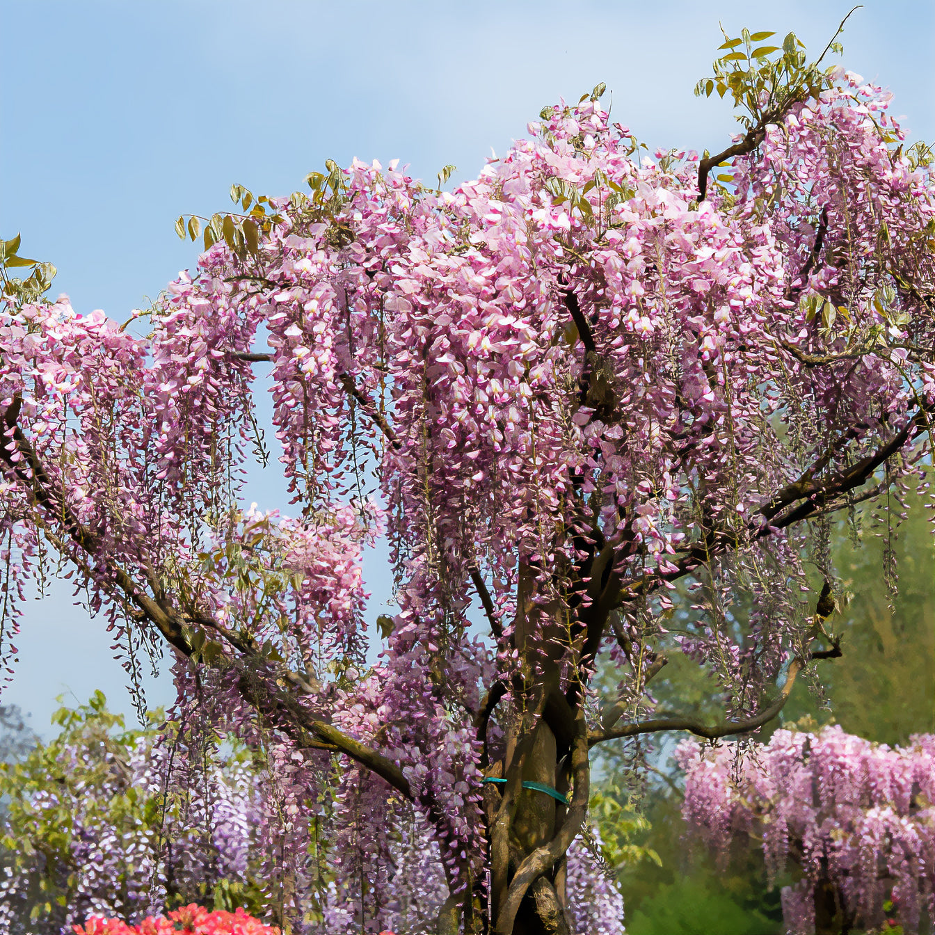 Wisteria floribunda Pink ice - Japanische Glyzine 'Honbeni' /('Pink Ice') - Glyzinien