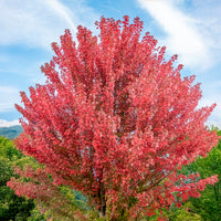 Freeman-Ahorn 'Autumn Blaze' - Bakker
