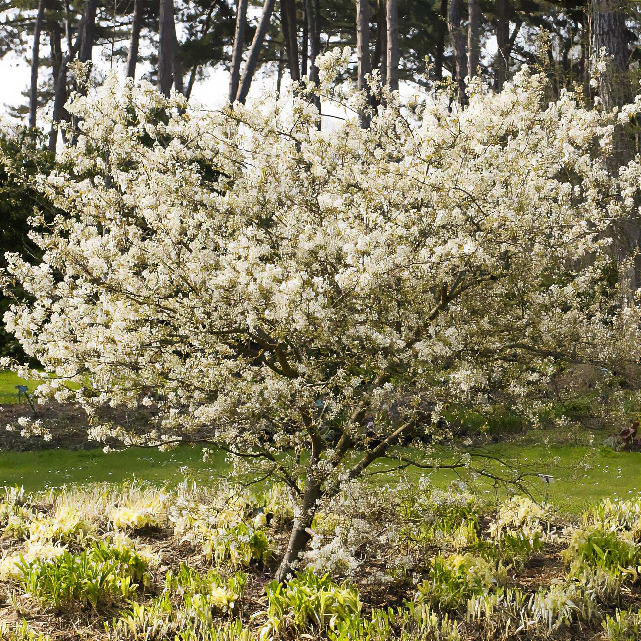 Hängende Felsenbirne - Amelanchier laevis - Bakker