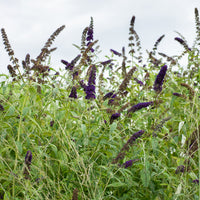 Buddleja davidii Black Knight - Sommerflieder 'Black Knight' - Schmetterlingsstrauch - Buddleja