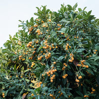 Eriobotrya japonica - Japanische Wollmispel - Mespilus - Mispel
