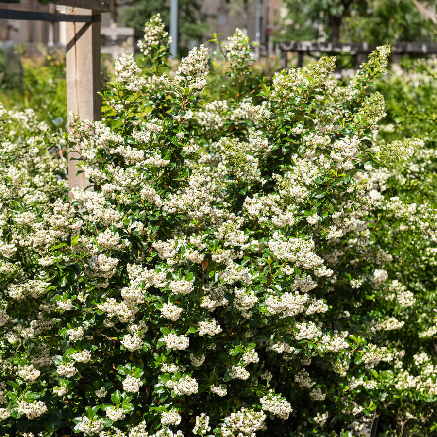 Andenstrauch 'Iveyi' - Escallonia Iveyi - Bakker