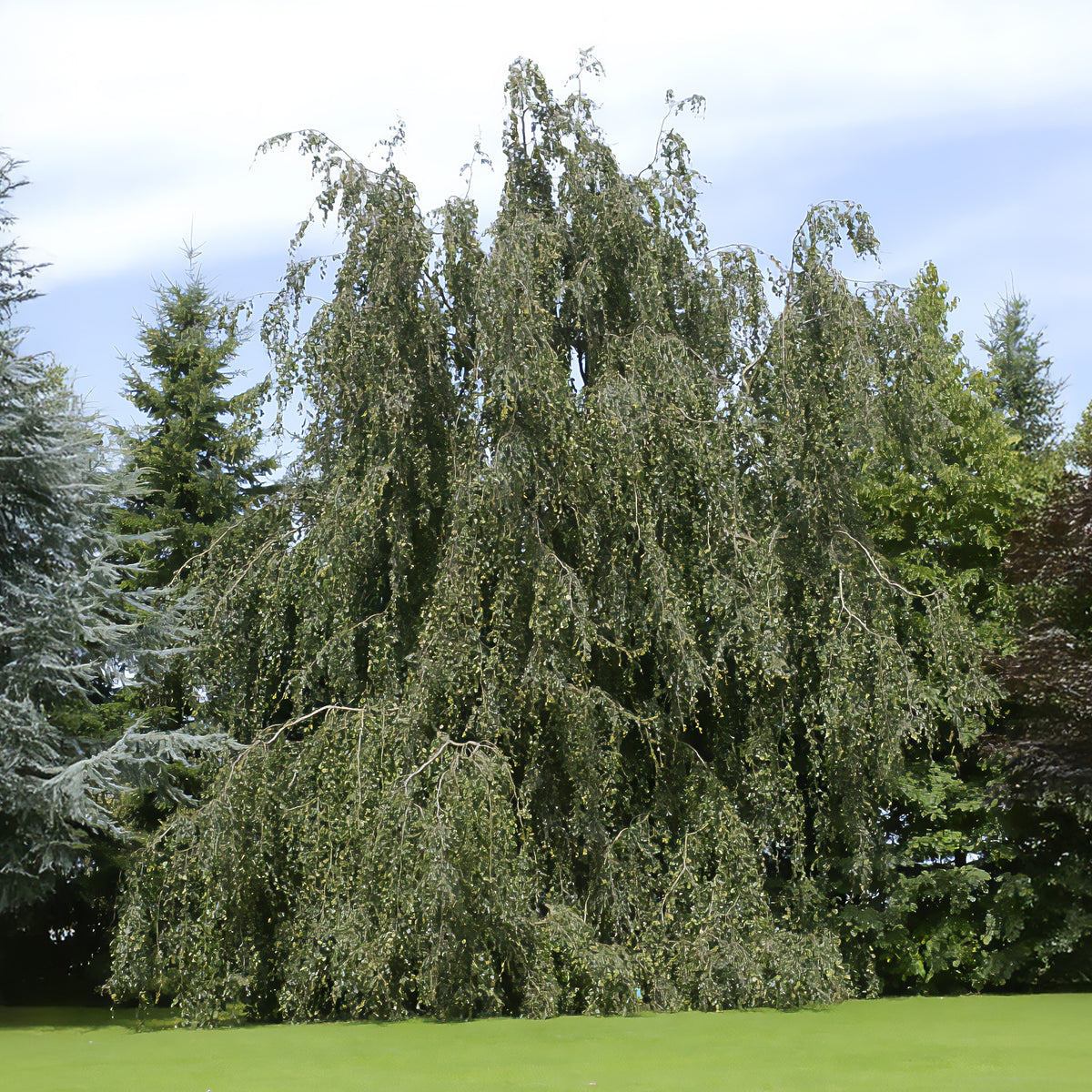 Buche - Hänge-Buche - Fagus sylvatica Pendula