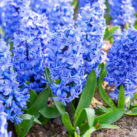 Hyazinthe Blue Jacket - Bakker