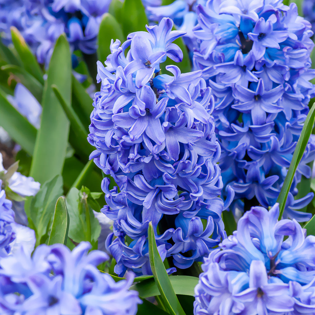 Blumenzwiebeln Hyazinthe 'Delft Blue' - Hyacinthus orientalis Delft Blue |  Bakker.com