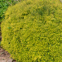Heckenmyrte 'Baggesen Gold' - Bakker