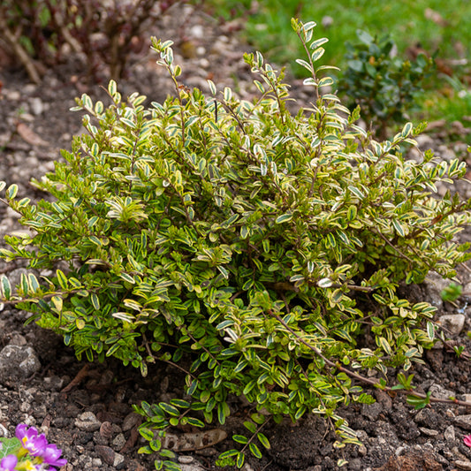Heckenmyrte 'Lemon Beauty' - Bakker