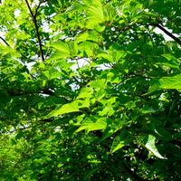 Bäume - Schwarze Maulbeere - Morus nigra