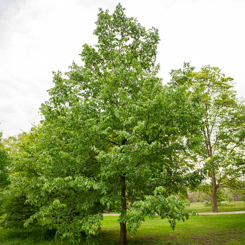 Ostrya carpinifolia - Europäische Hopfenbuche - Hainbuche