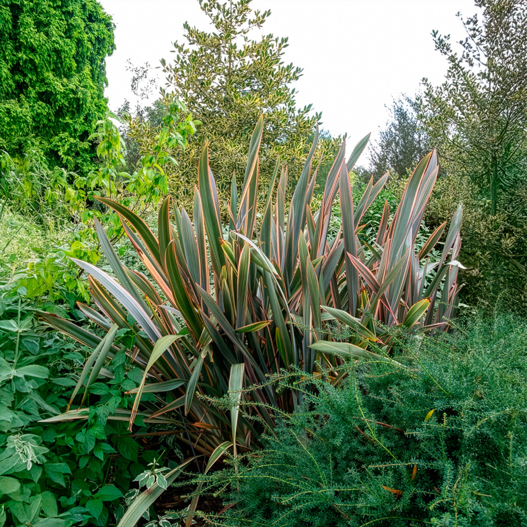 Neuseeländischer Flachs - Phormium - Neuseeländischer Flachs Sundowner - Phormium Sundowner