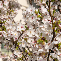 Yoshino-Kirsche - Bakker