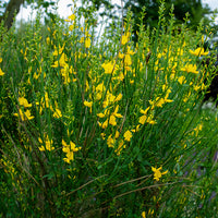 Spanischer Ginster - Bakker