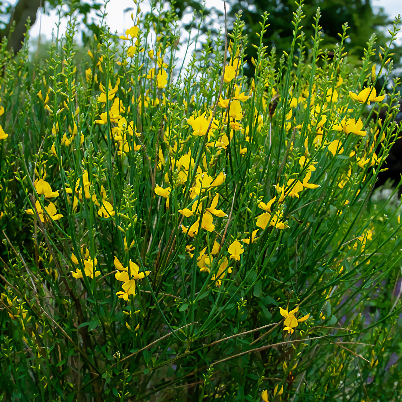 Spanischer Ginster - Bakker