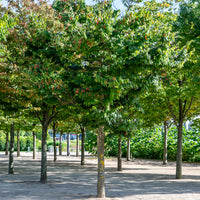 Zelkova serrata - Japanische Zelkove - Bäume