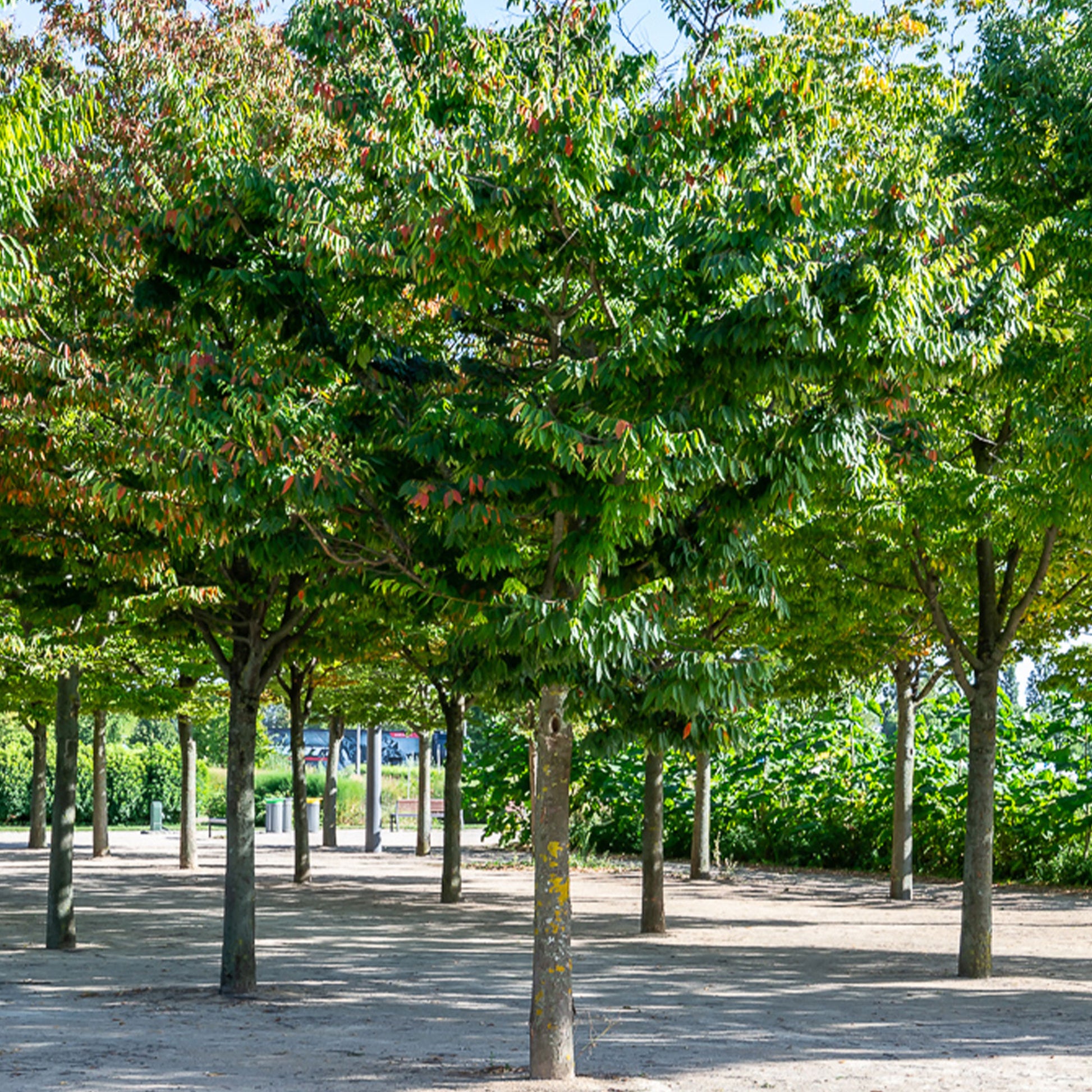 Zelkova serrata - Japanische Zelkove - Bäume