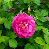 Raue Rose Wild Eric - Rosa Wild Edric - Bakker