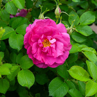 Apfelrose 'Wild Edric' - Rosa Wild Edric - Bakker