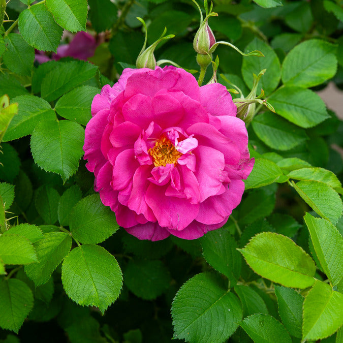 Apfelrose 'Wild Edric' - Rosa Wild Edric - Bakker
