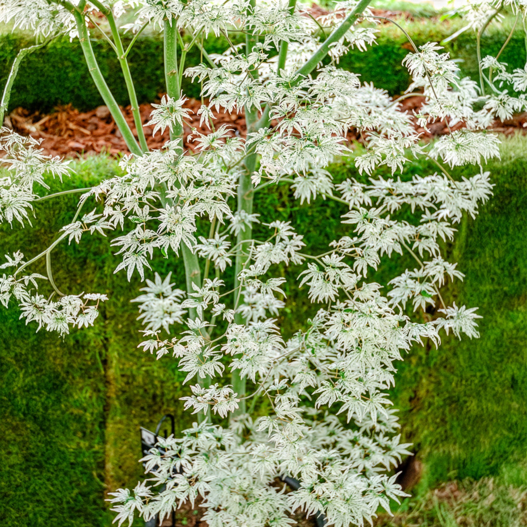 Acer palmatum 'Ukigumo'  - Fächer-Ahorn 'Ukigumo' - 