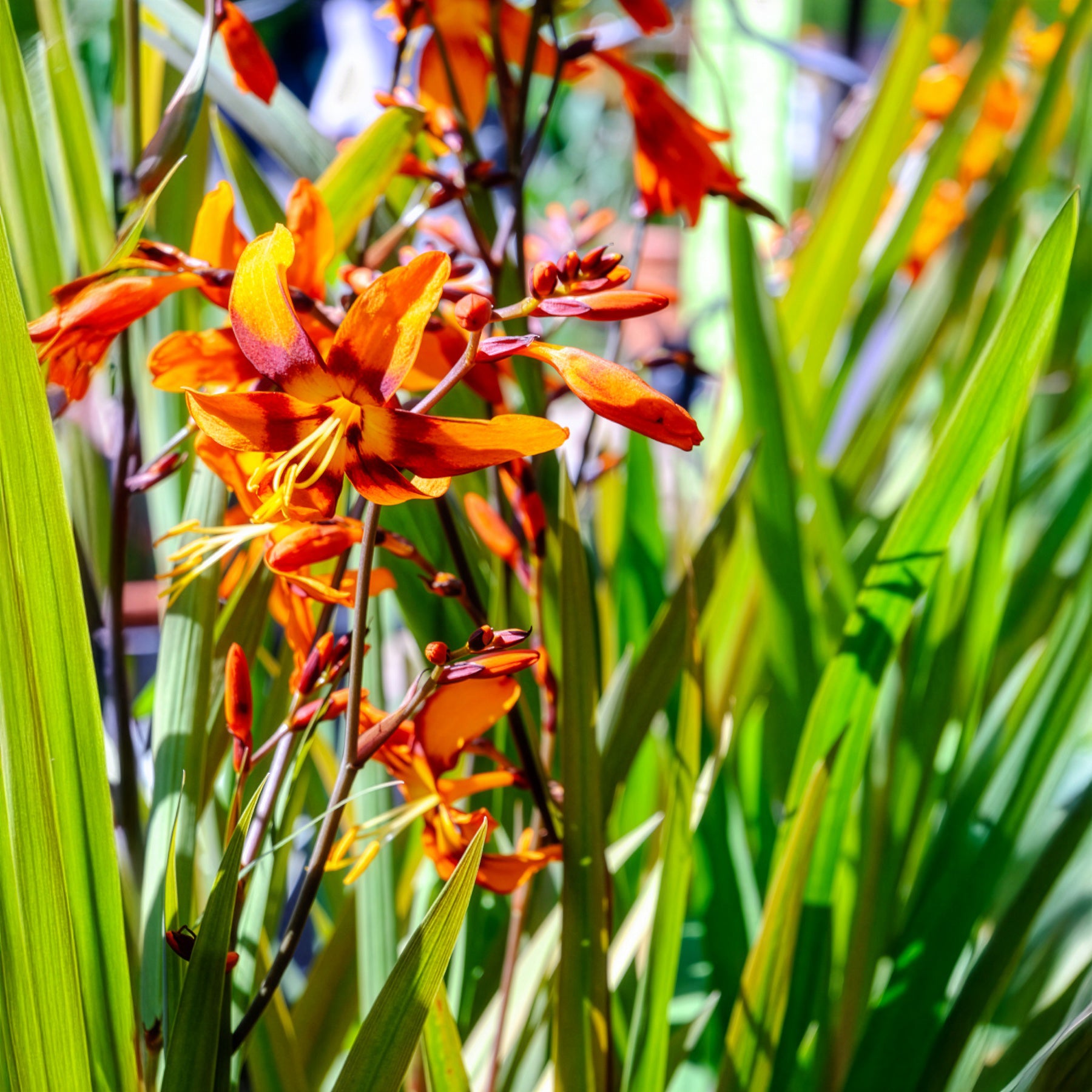 Verkauf Montbretie 'Emily McKenzie' (x15) - Crocosmia emily mckenzie