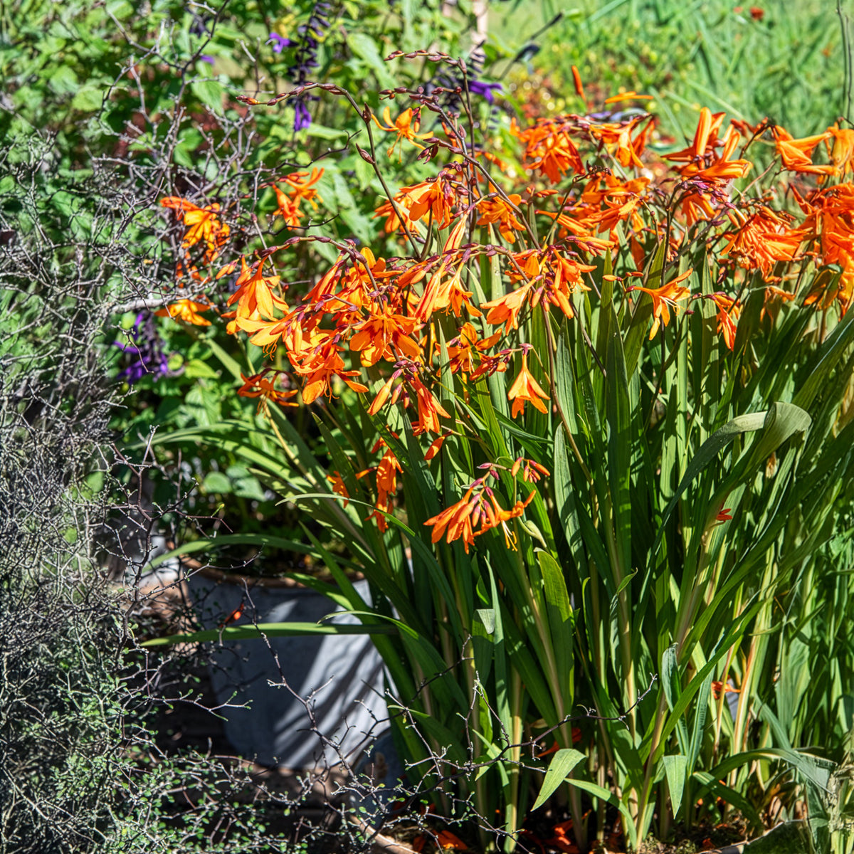 Crocosmia Emily Mckenzie - Montbretie 'Emily McKenzie' - Crocosmia - Montbretie