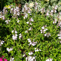 Salvia jamensis Magical® Donau Kolmadon - Salvia jamensis Magical® Donau Kolmadon - Bakker