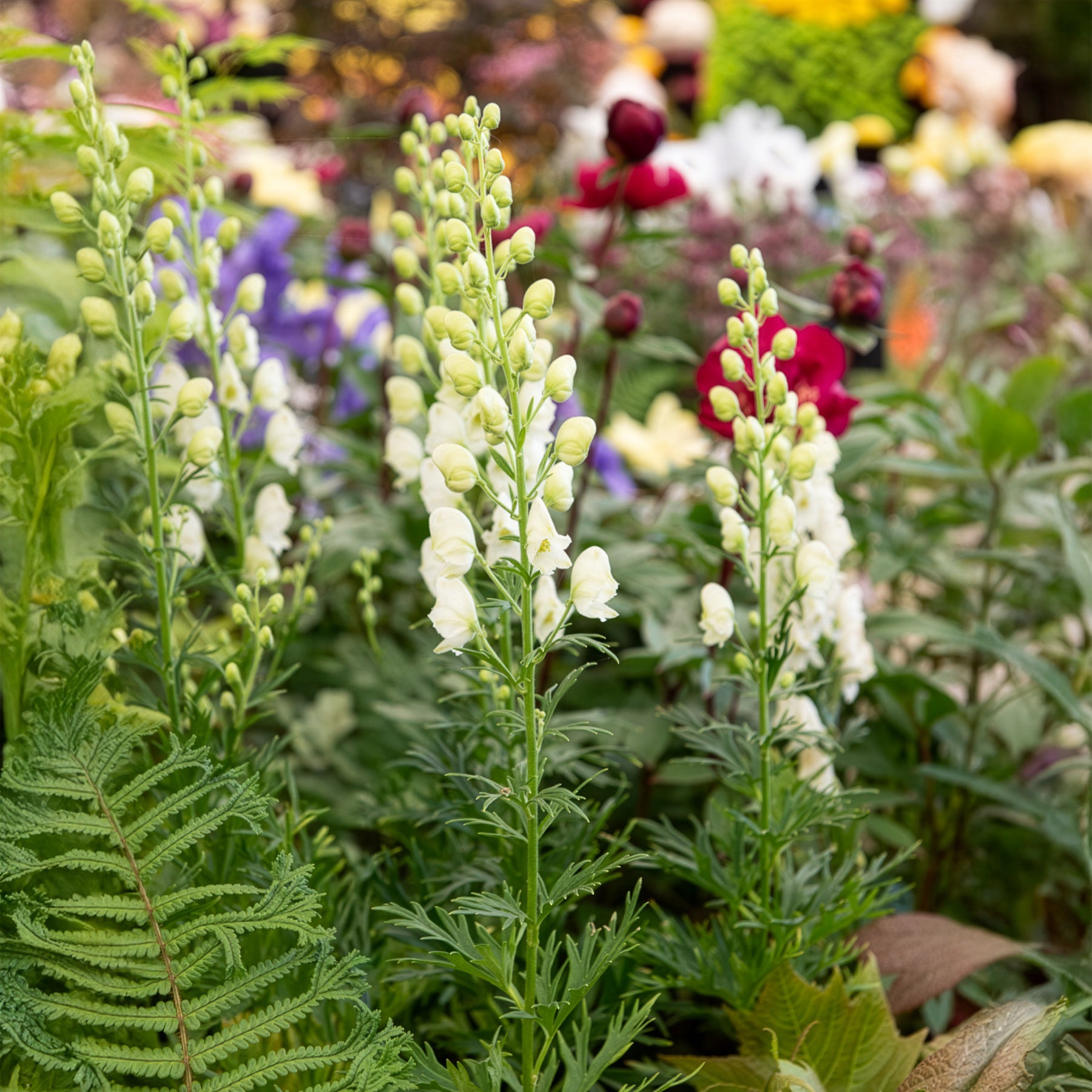 Weißblühender Eisenhut Album - Bakker