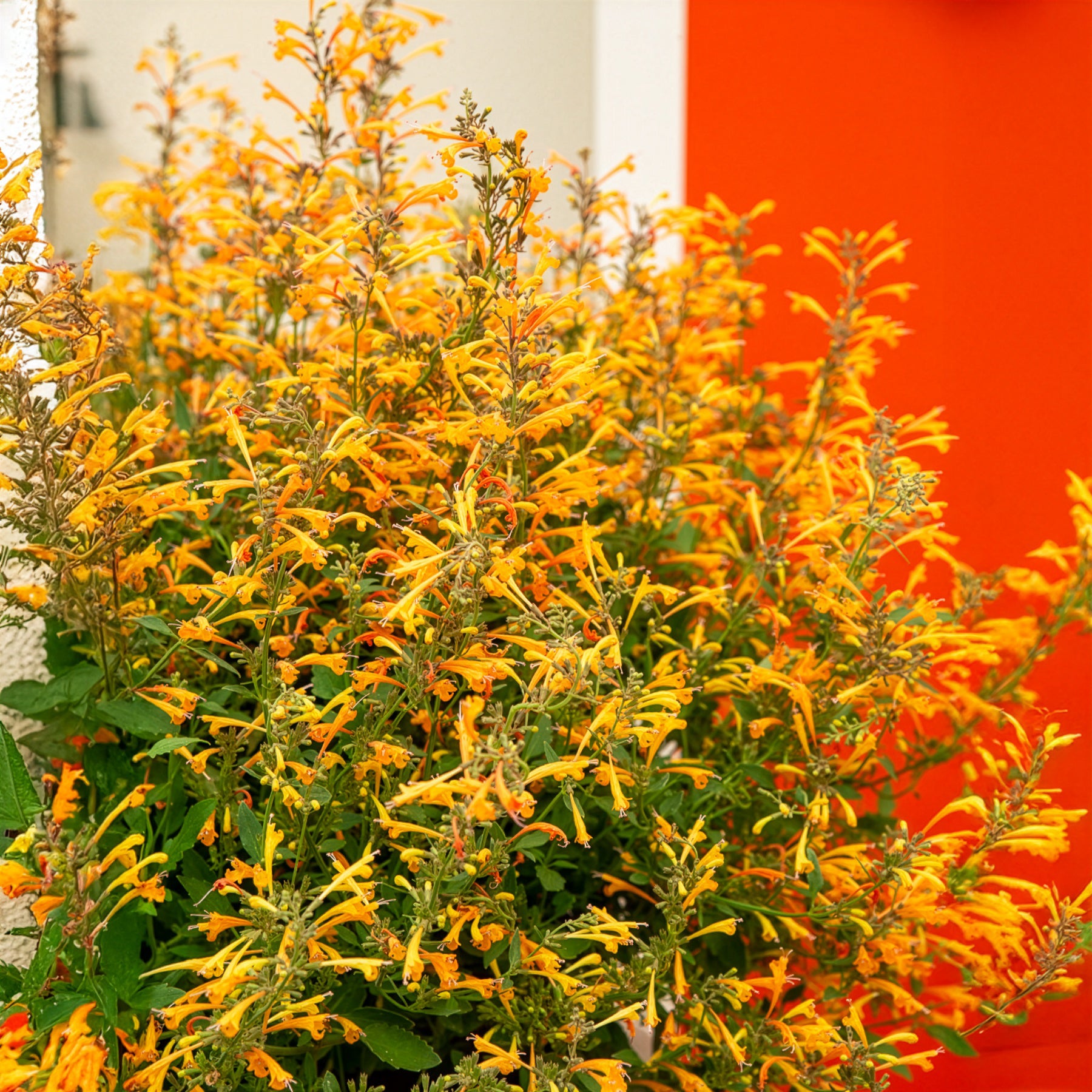 Duftnessel Kudos Mandarin - Agastache Kudos Mandarin - Bakker