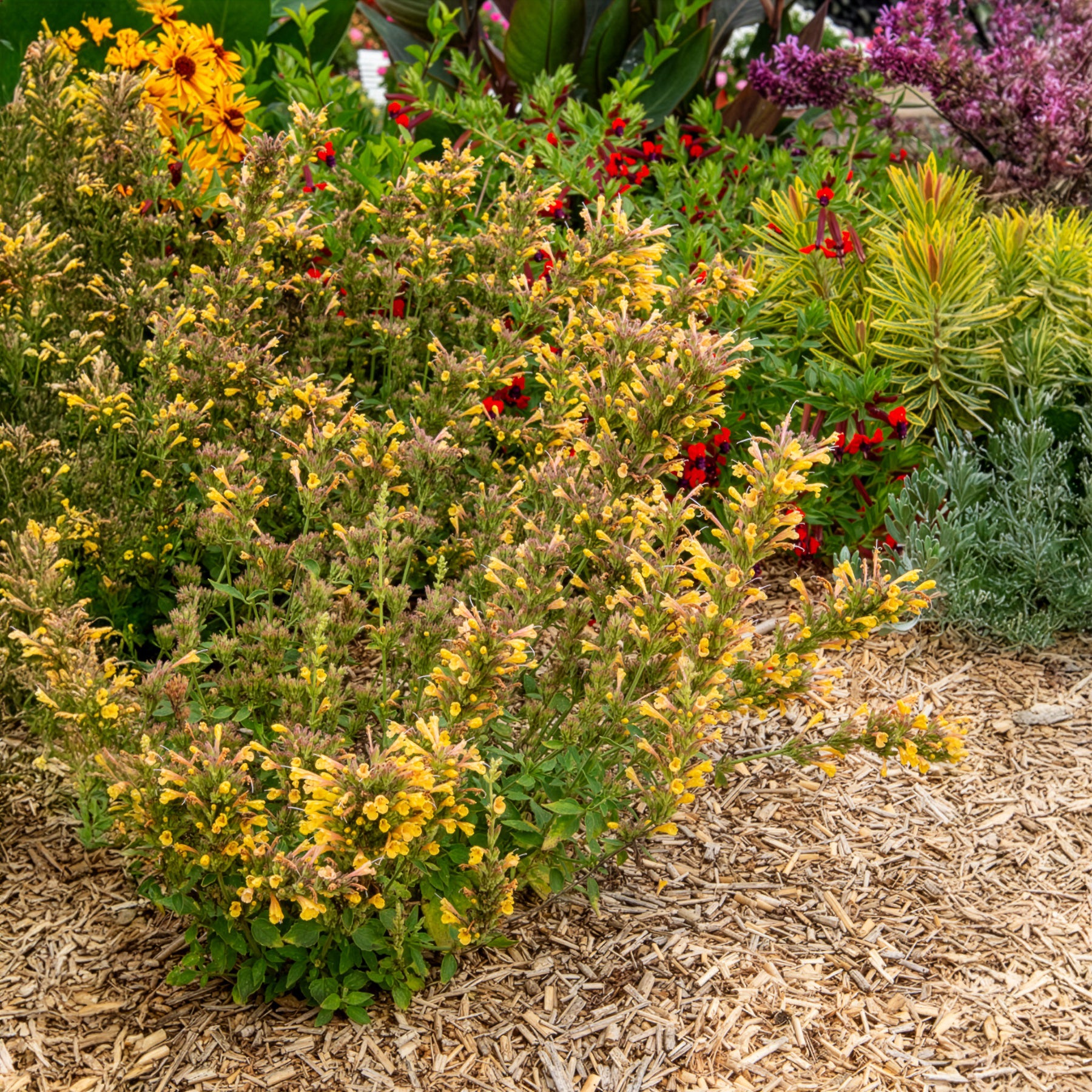 Duftnessel Kudos Yellow - Bakker