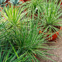 Zwillingsblütige Agave - Bakker