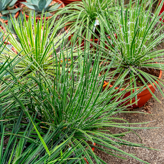 Zwillingsblütige Agave - Bakker