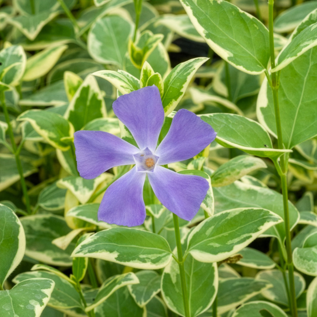 Großblättriges Immergrün Variegata - Bakker