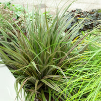 Astelia nervosa Westland - Astelia nervosa Westland - Bakker