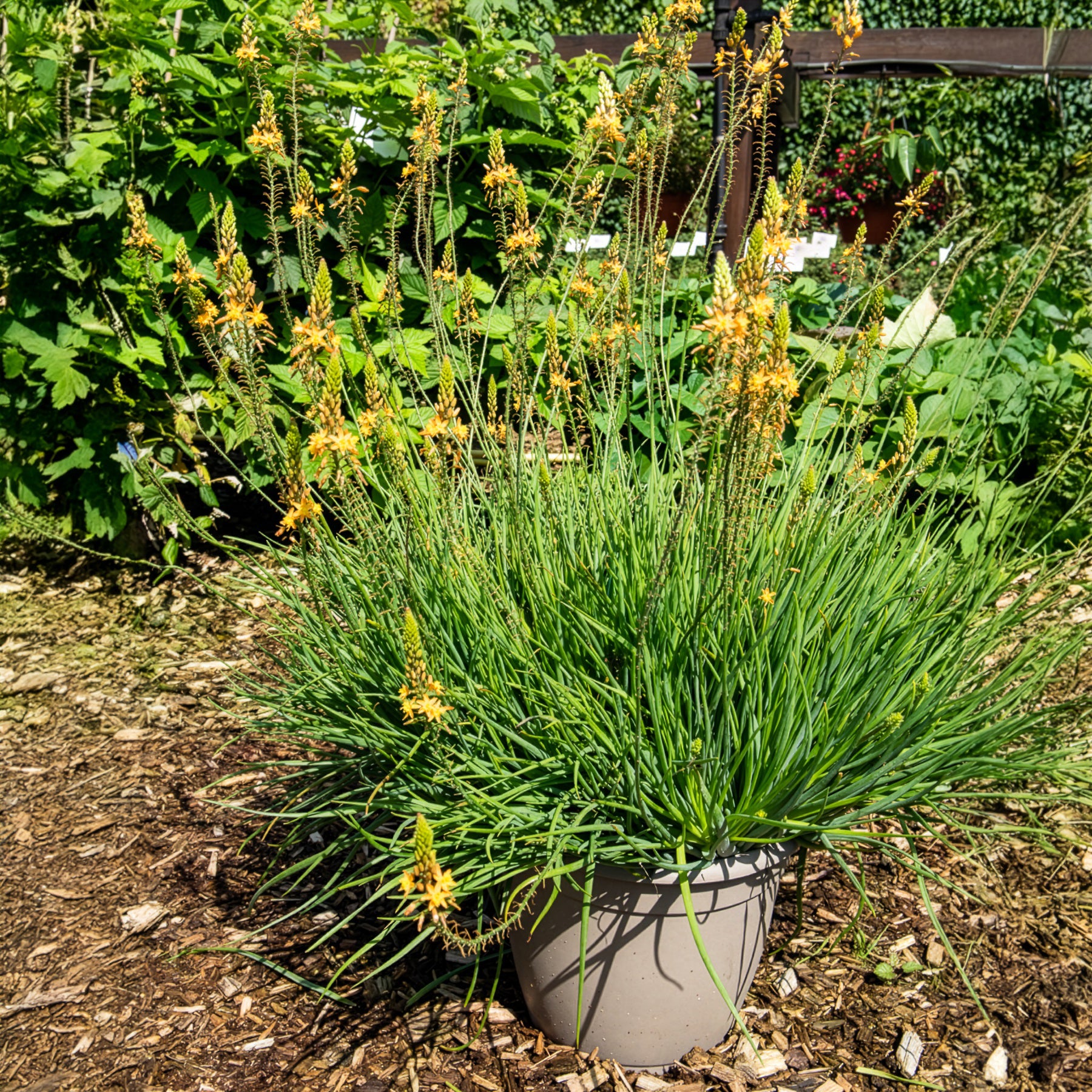 Bulbine frutescens Médicus ® - Katzenschwanzpflanze Médicus ® - Blühende Stauden