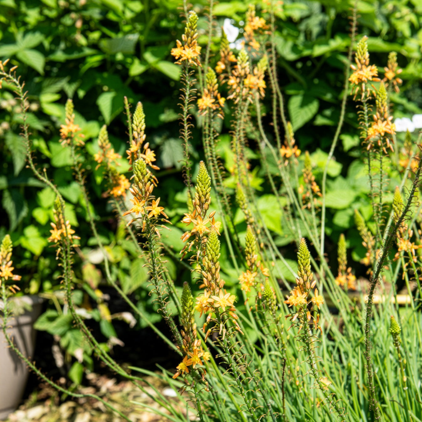 Katzenschwanzpflanze Médicus ® - Bakker