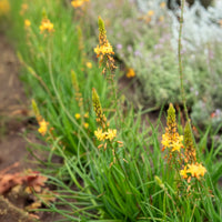 Katzenschwanzpflanze Médicus ® - Bulbine frutescens Médicus ® - Bakker
