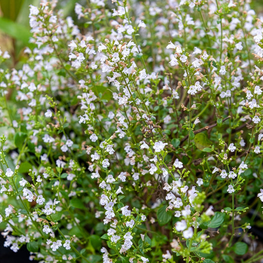 Echte Bergminze - Bakker
