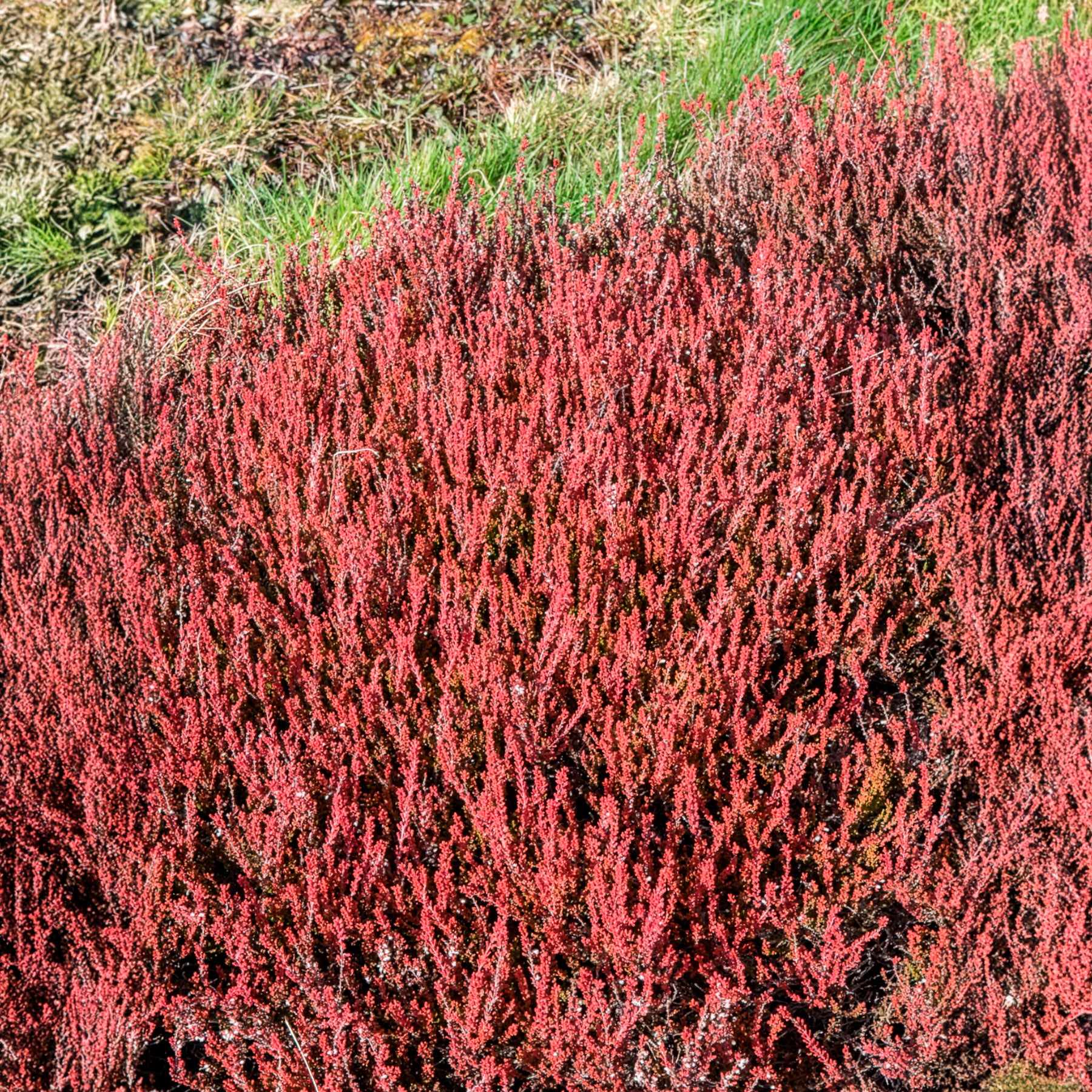 Besenheide Winter Chocolate - Calluna vulgaris Winter Chocolate - Bakker