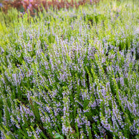 Sommerheide   - Besenheide Winter Chocolate - Calluna vulgaris Winter Chocolate