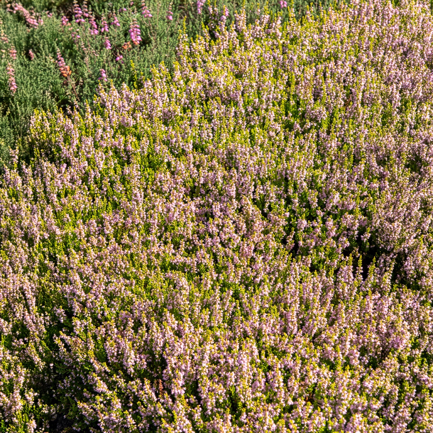 Calluna vulgaris Winter Chocolate - Besenheide Winter Chocolate - Sommerheide  