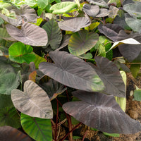 Elefantenohr Madeira - Colocasia esculenta Madeira - Bakker