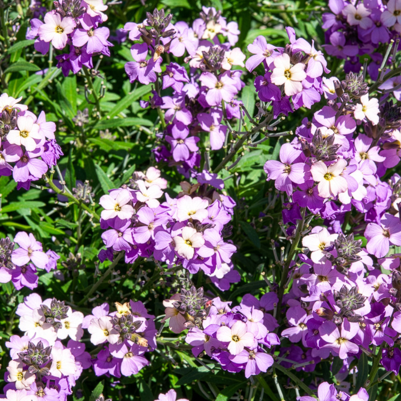 Garten-Goldlack Lavender - Erysimum Poem Lavender - Bakker