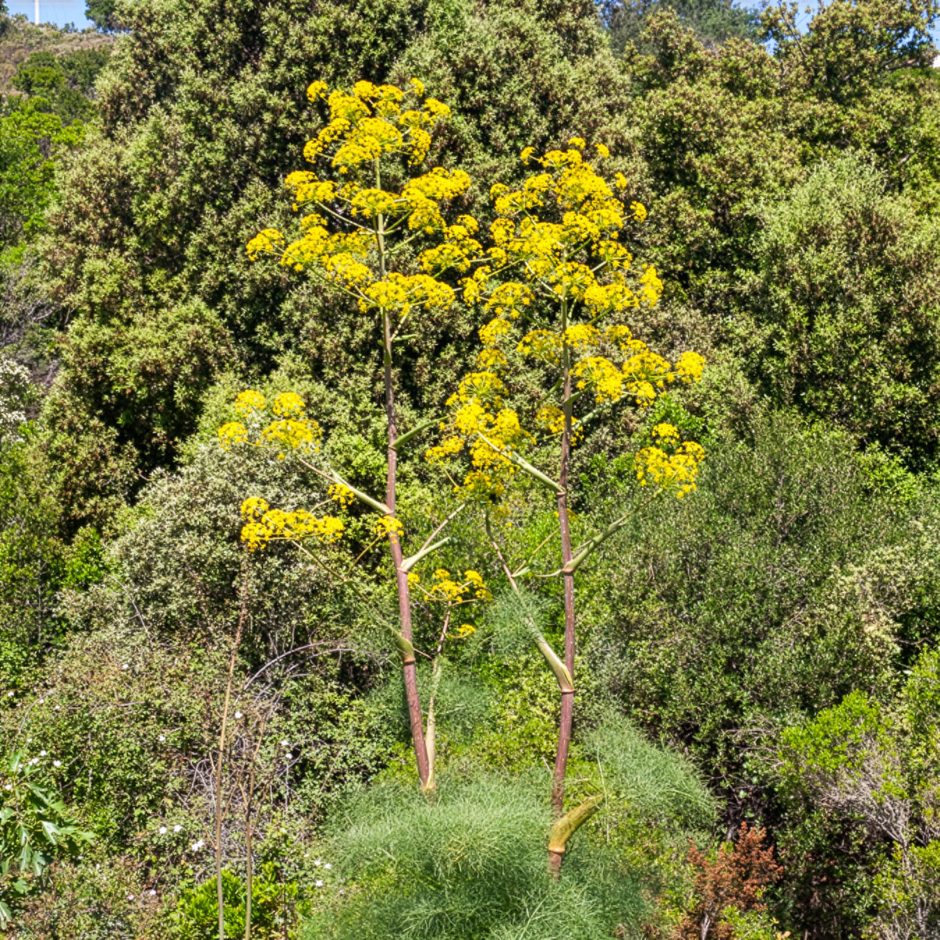 Ferula communis - Riesenfenchel - Wildpflanzen für den Garten