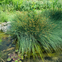 Flatter Binse - Bakker