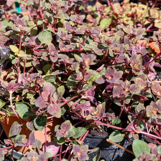 Gedrängtblütiger Gilbweiderich Persian Chocolate - Bakker