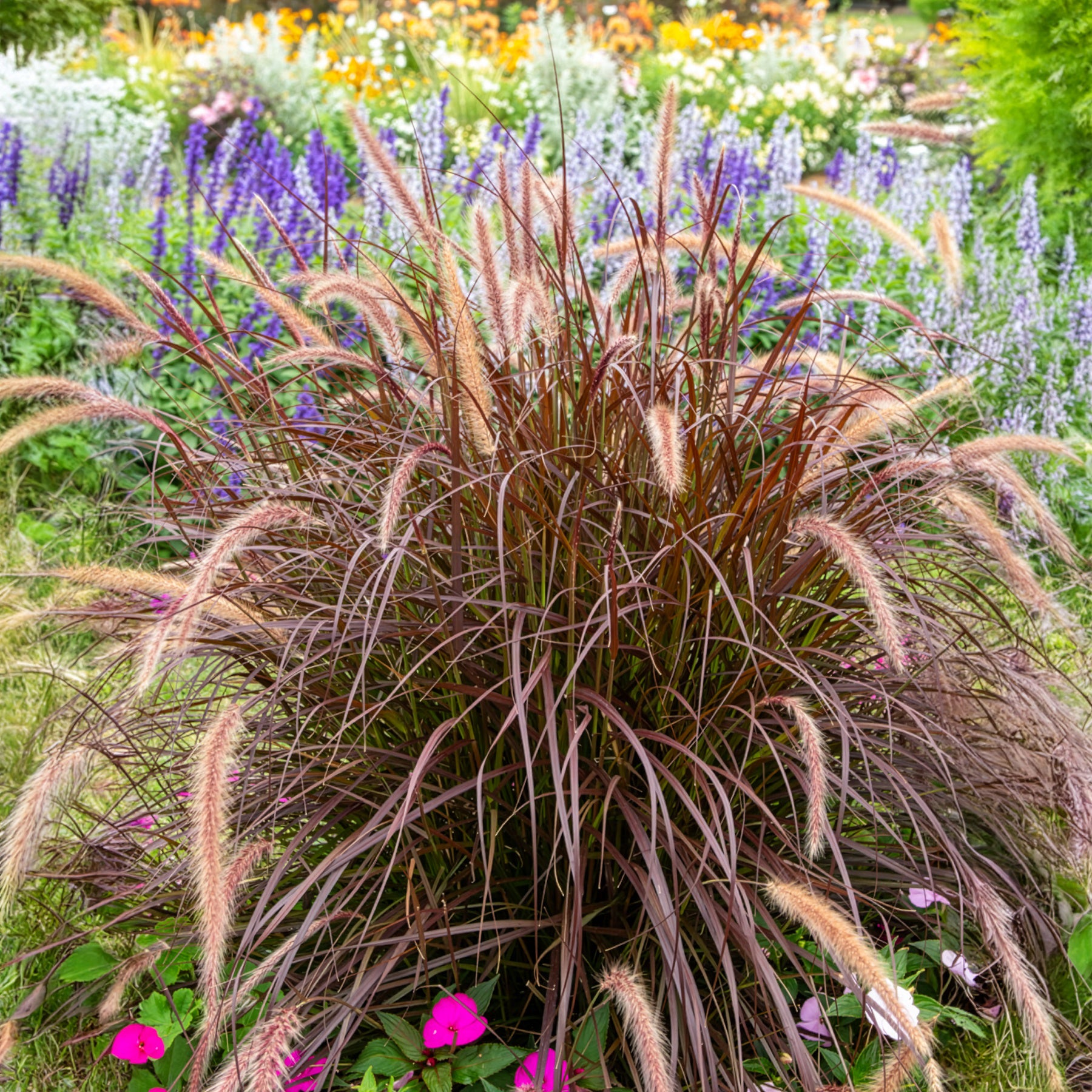 Chinaschilf Lady in Red - Bakker