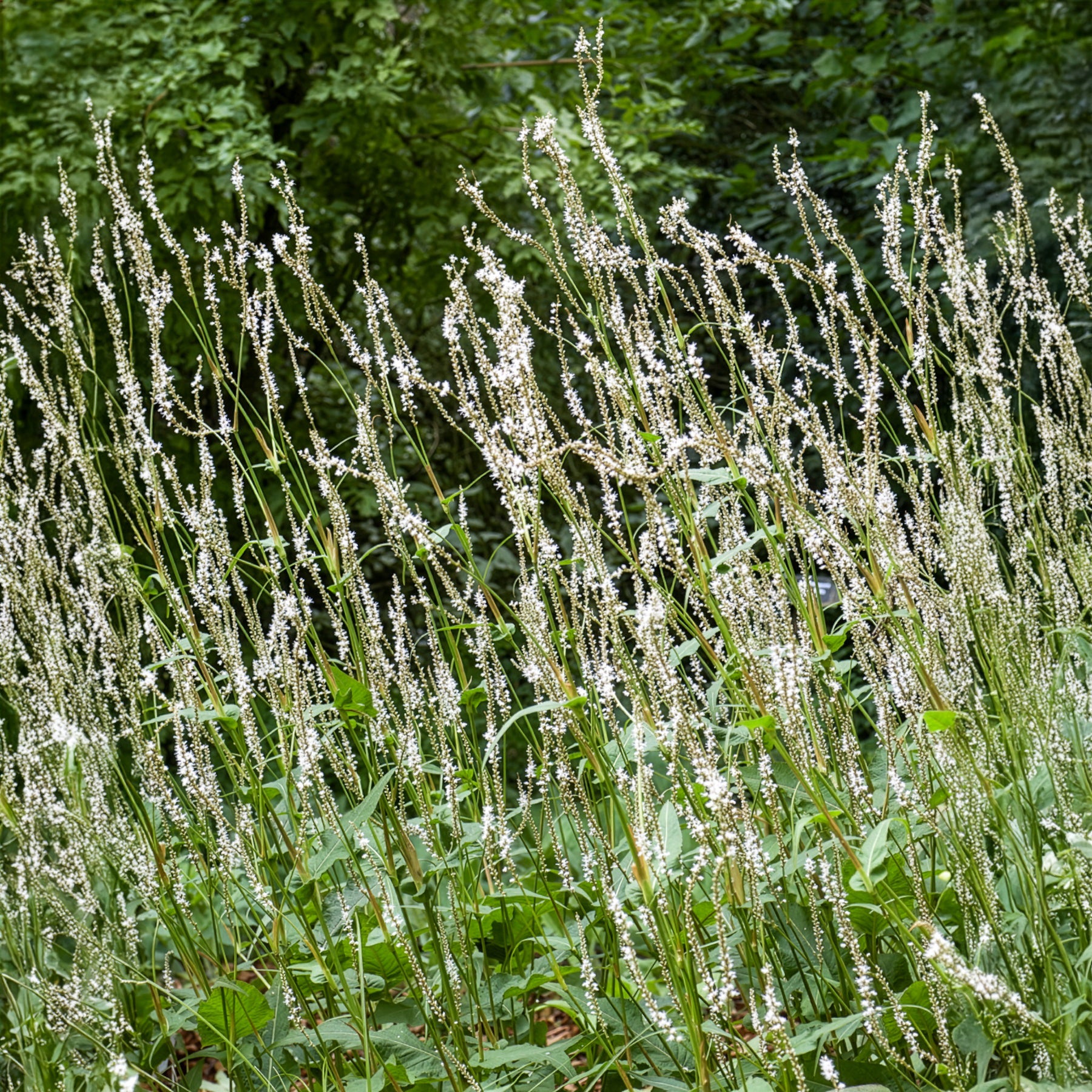Kerzenknöterich Alba - Persicaria amplexicaulis Alba - Bakker